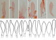 Figure 12.