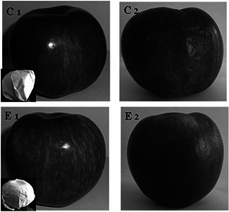 Fig. 10