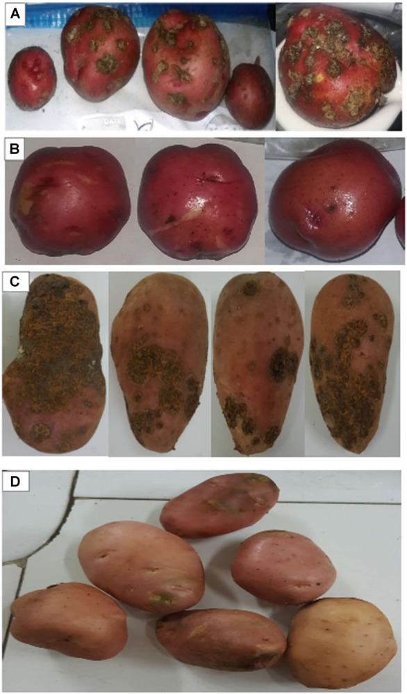 FIGURE 4