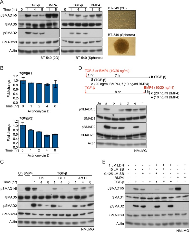 Figure 1—figure supplement 1.