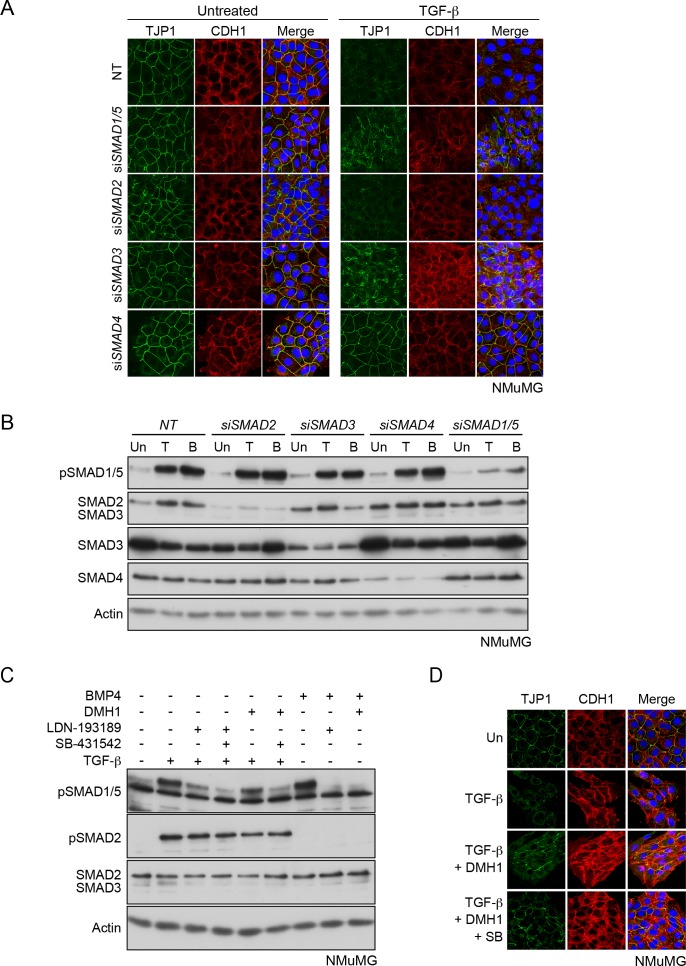 Figure 6—figure supplement 3.