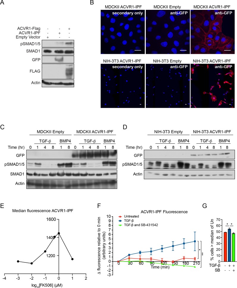 Figure 4—figure supplement 1.