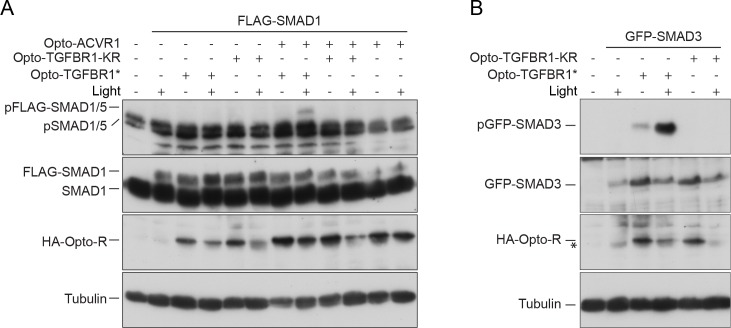 Figure 2—figure supplement 1.