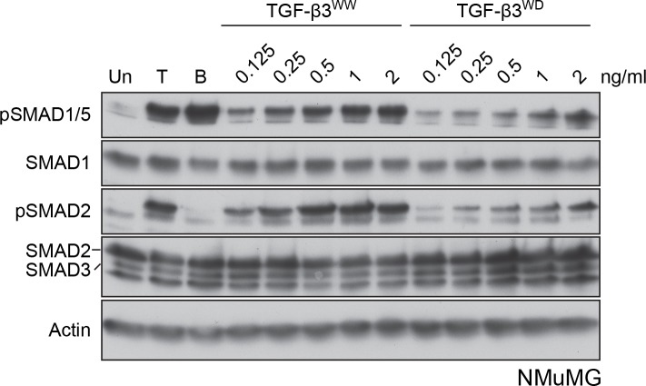 Figure 3—figure supplement 1.