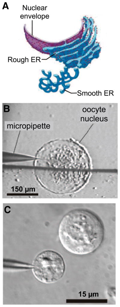 FIG. 5