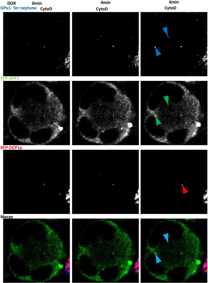 Fig. 7.