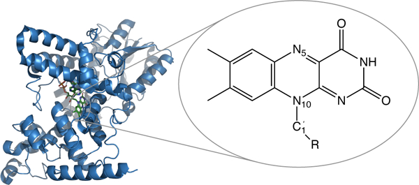 Fig. 1