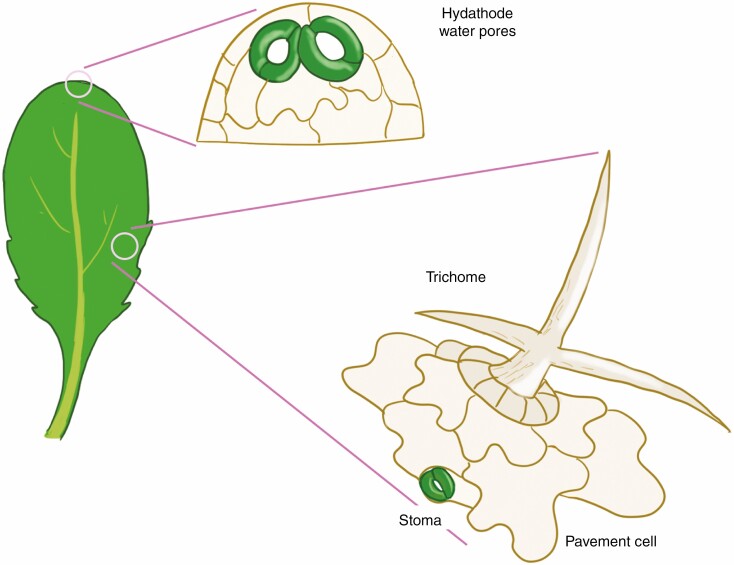 Fig. 1.