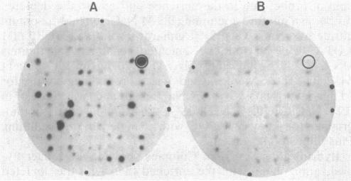 graphic file with name pnas00609-0066-a.jpg