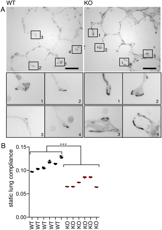 Fig 5