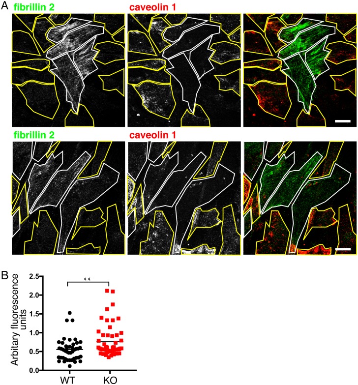 Fig 4