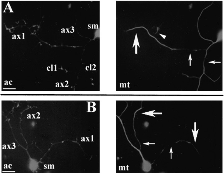 Fig. 5.