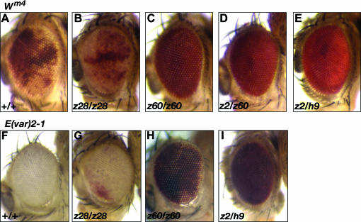 Figure 1.—