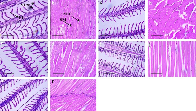 Fig. 7