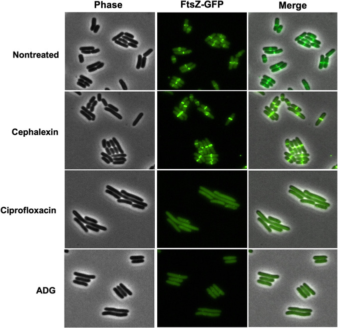 FIG 6