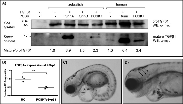 FIGURE 10.