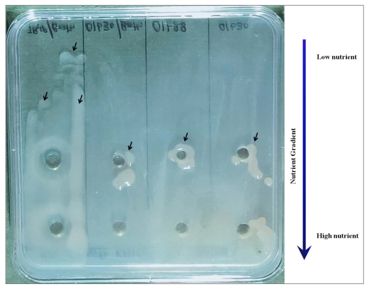 Figure 6