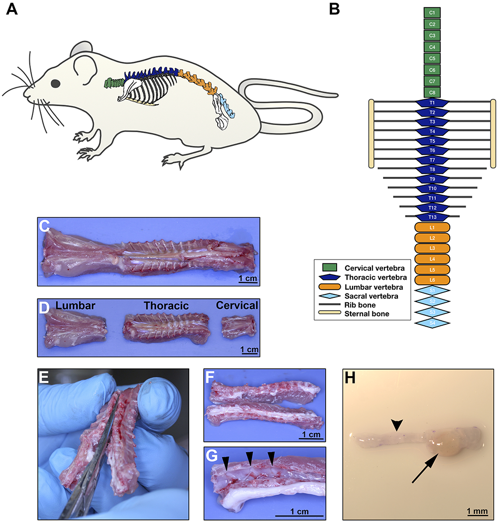 Figure 2: