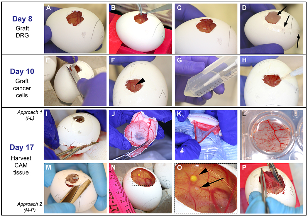 Figure 4: