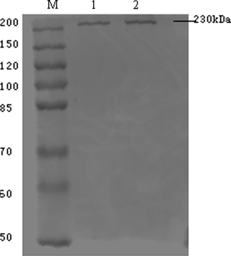 Fig. 5