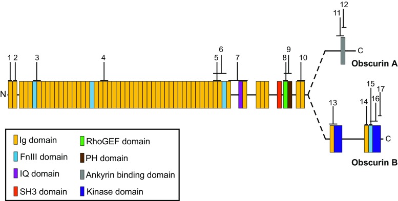 Fig. 3