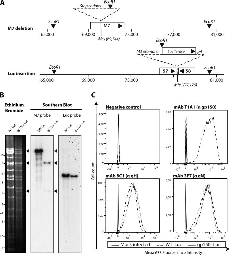 FIG 1