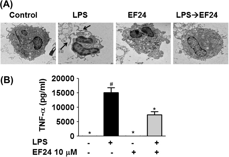 Fig. 8.