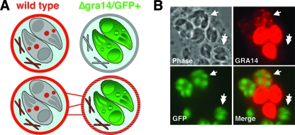 FIG. 5.