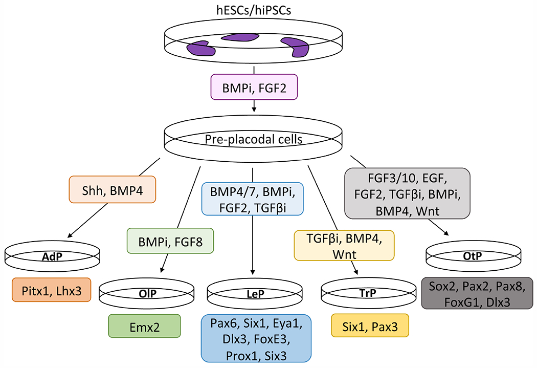 Figure 2: