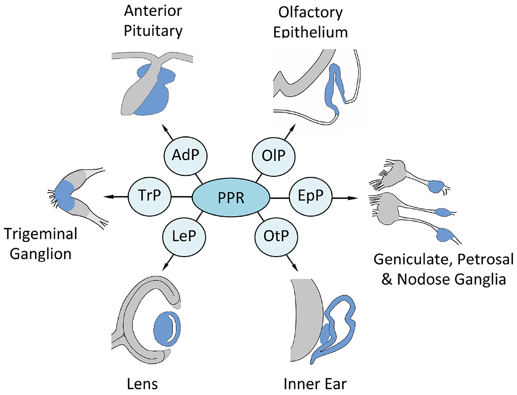 Figure 1: