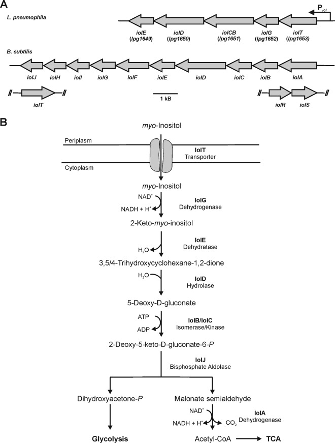 FIG 1