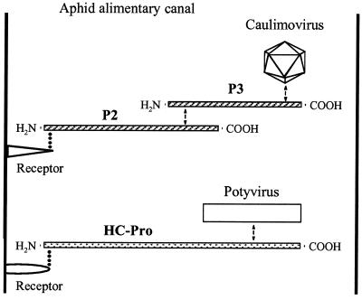 FIG. 7