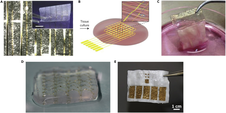 Figure 4