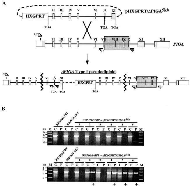 FIG. 3.