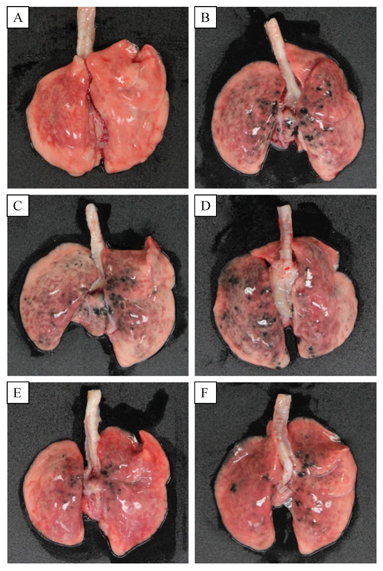 Fig.2