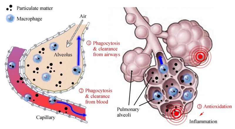 Fig.7