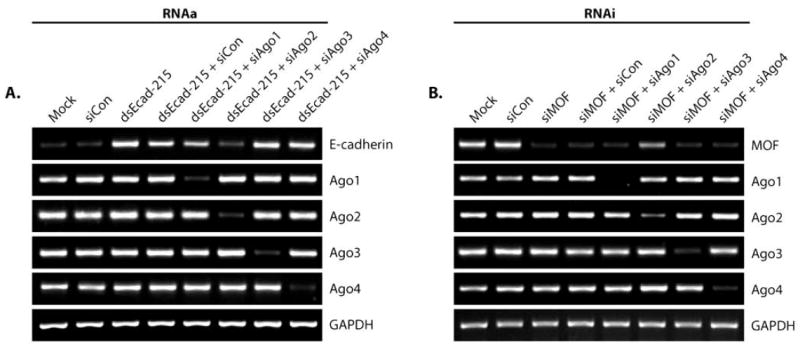 Fig. (2)