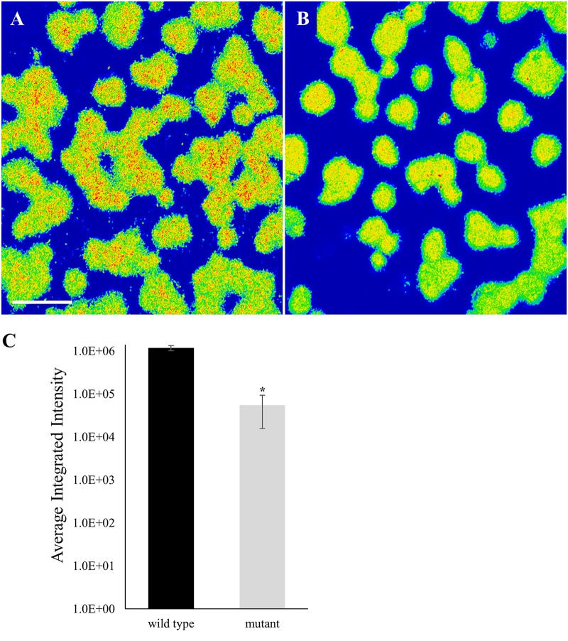 FIG 7