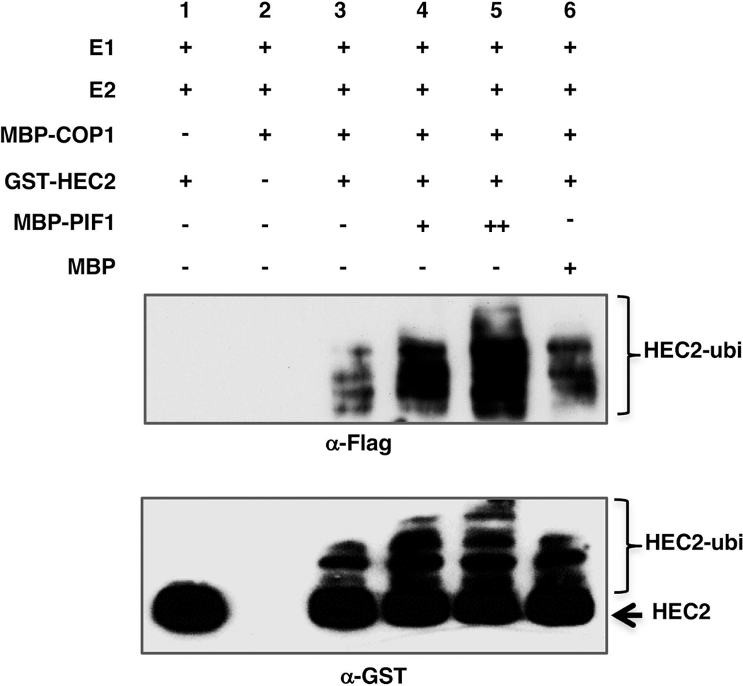 Figure 6: