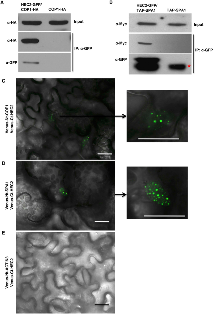 Figure 5: