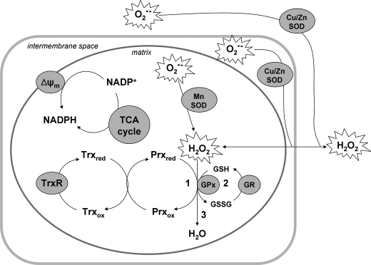 SCHEME 1.