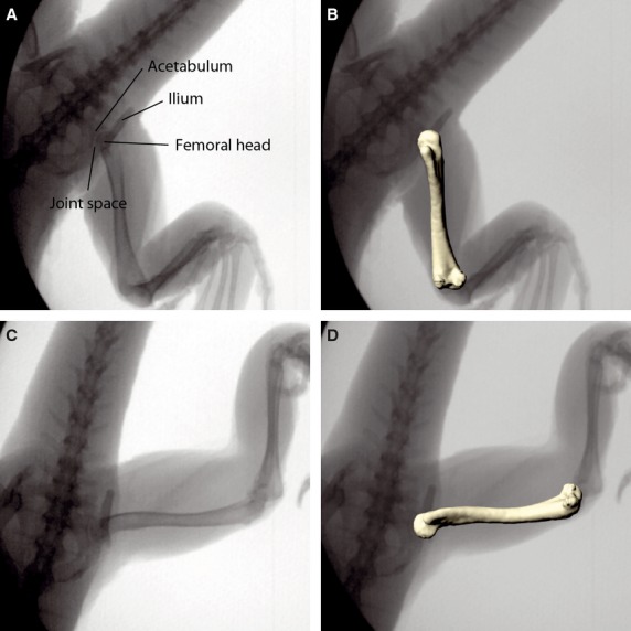 Fig. 8