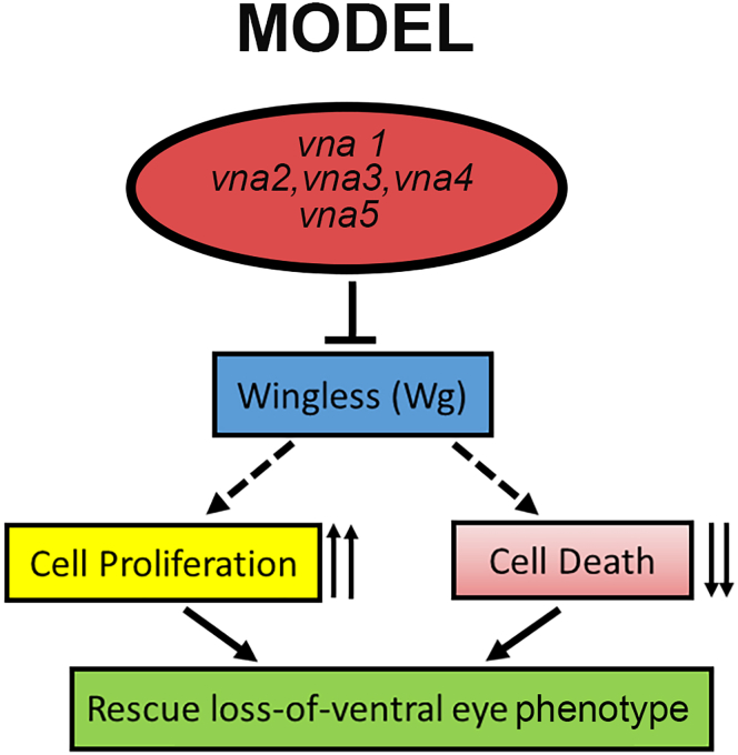 Figure 7