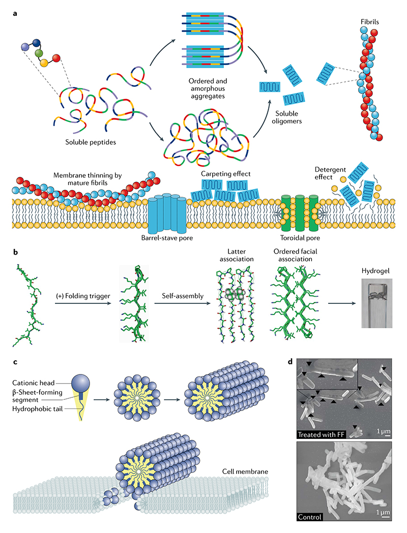 Biomimetic peptide self-assembly for functional materials - PMC