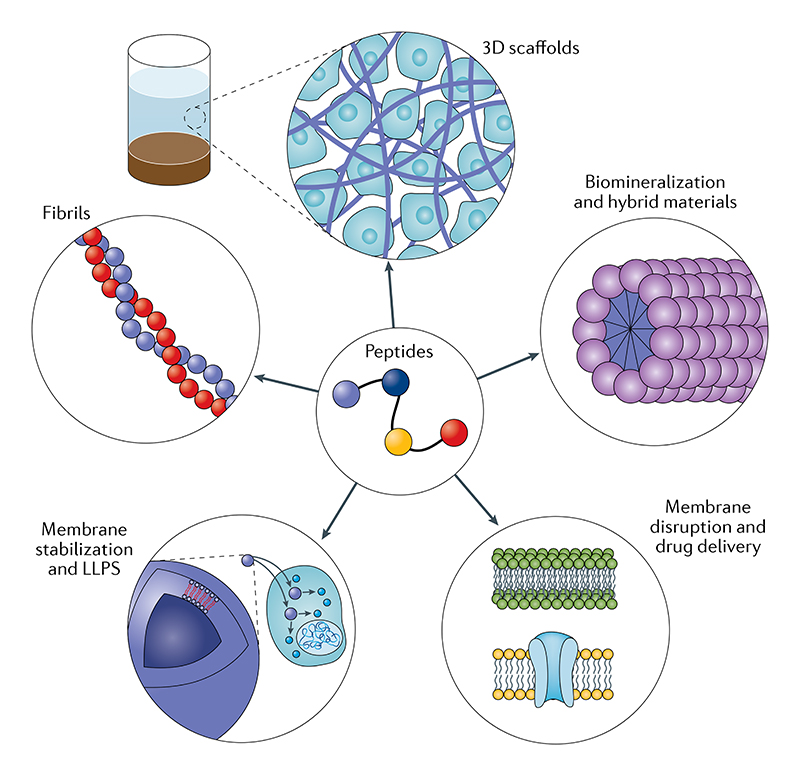 Biomimetic peptide self-assembly for functional materials - PMC