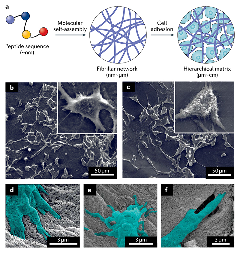 Biomimetic peptide self-assembly for functional materials - PMC