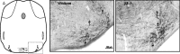 Figure 10.