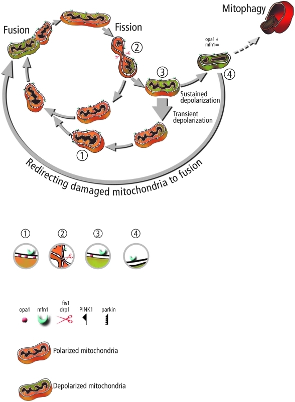 FIG. 4.