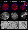 Fig. 2.