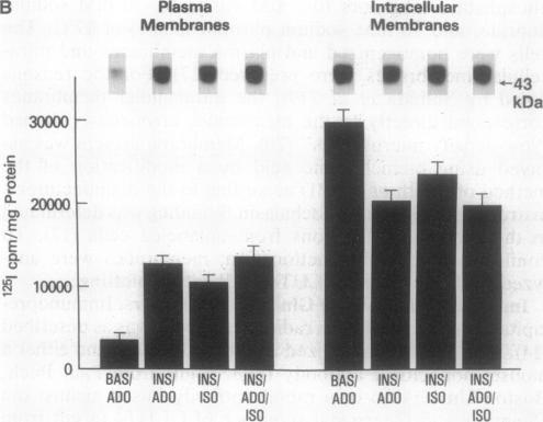 graphic file with name pnas01074-0531-b.jpg